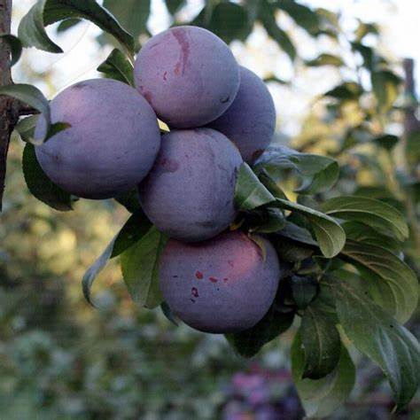 Angeleno - Prunus Domestica - Vaso 24 - H 150/170 - C 10/12